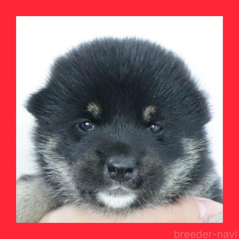 販売中の愛知県の柴犬-402734の13枚目